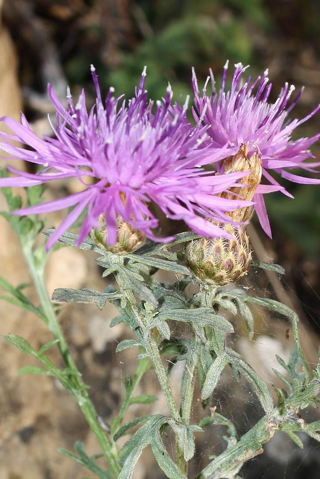 Centaurea aplolepa subsp. bertolonii / Fiordaliso di Bertoloni